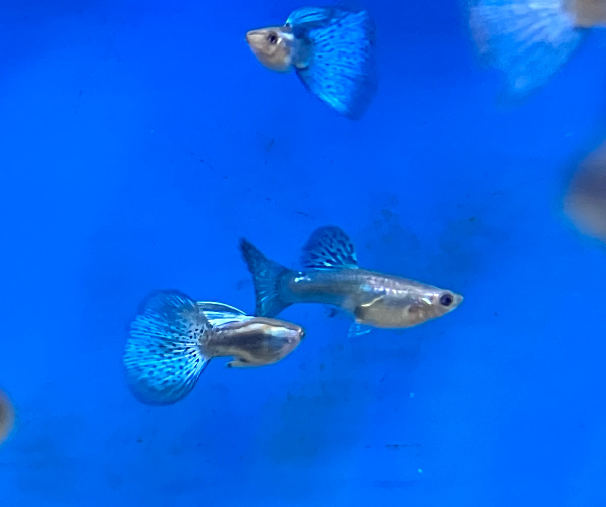 Blue Grass Guppy (M/F Pair)