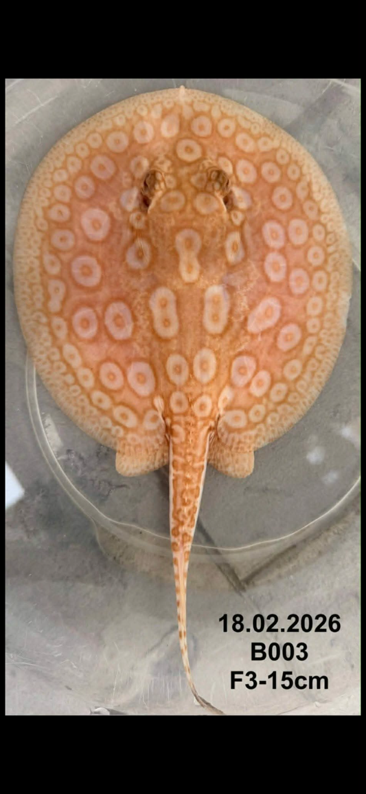 Albino Pearl Stingray ( Female ) -03