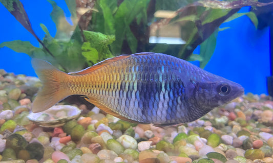 Boesemani Rainbowfish (Wild, Lake Uter) 3”