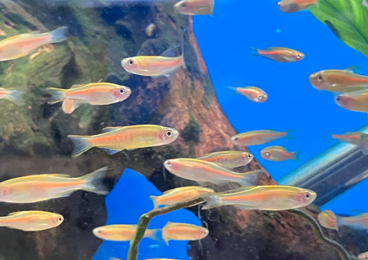 Glowlight / Choprae Danio (10-Pack)