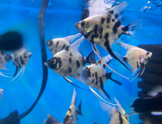 Panda Angelfish