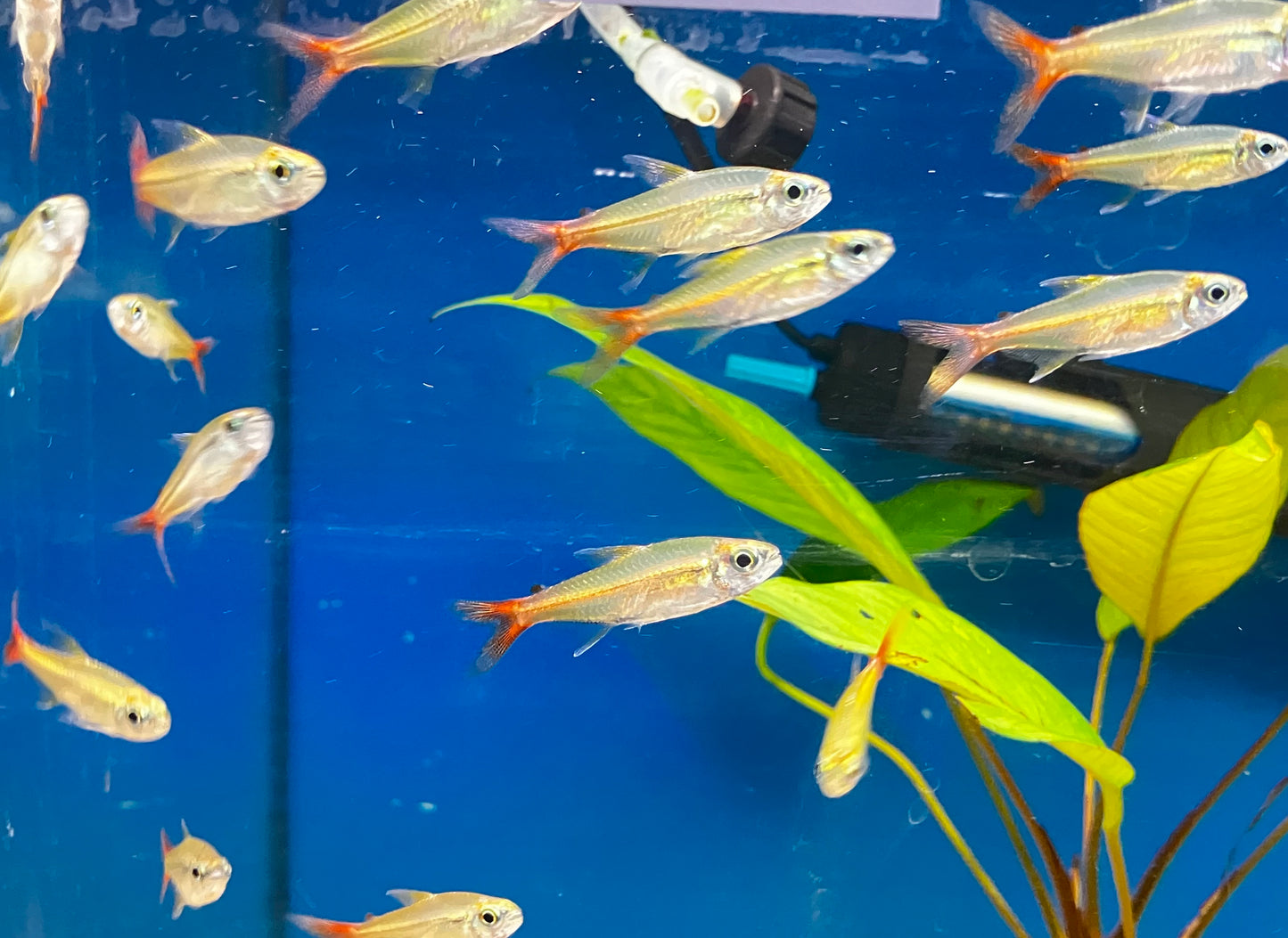 Copei Tetra (Moenkhausia copei) - 6 Pack