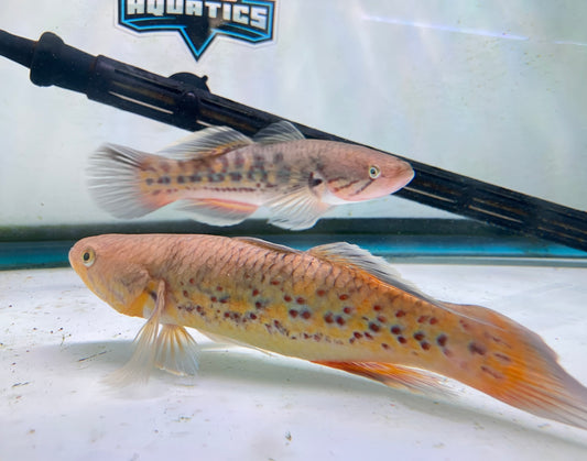 Snakehead Gudgeon (Giuris margaritaceus) 7-8”