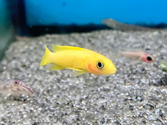 Neolamprologus leleupi - Lemon Cichlid 1-1.5”
