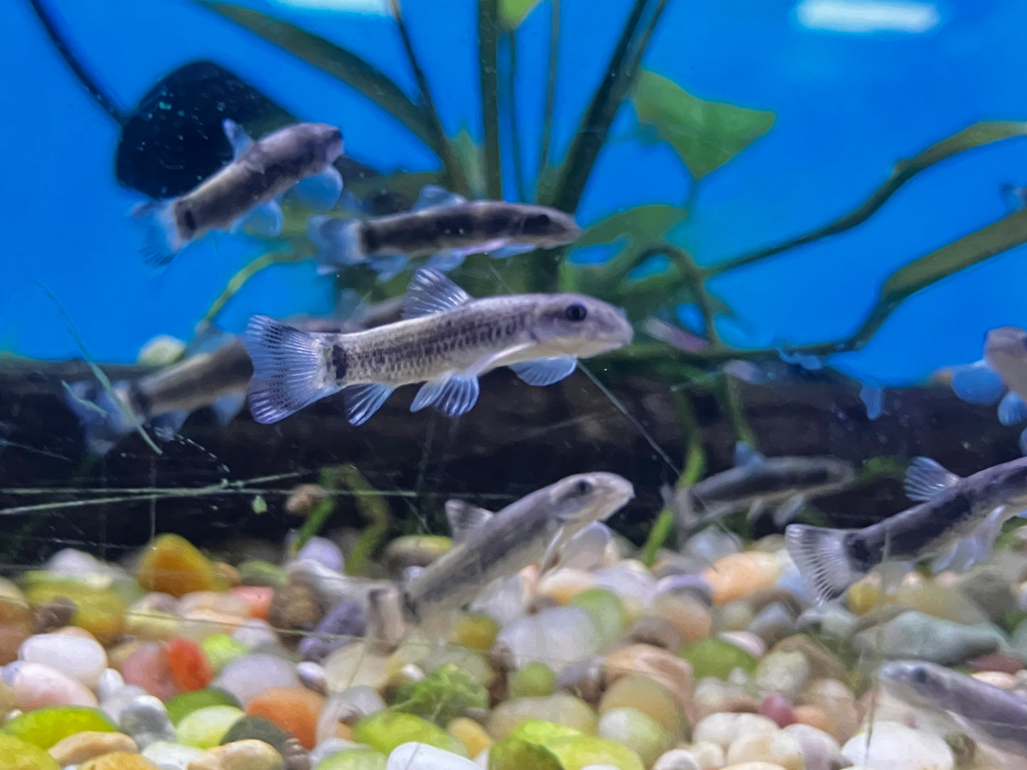 Panda Garra (Garra flavatra) 1” 3-Pack