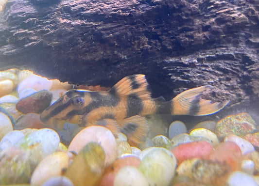 L306 Blood Red Tiger Pleco (Panaqolus claustellifer)