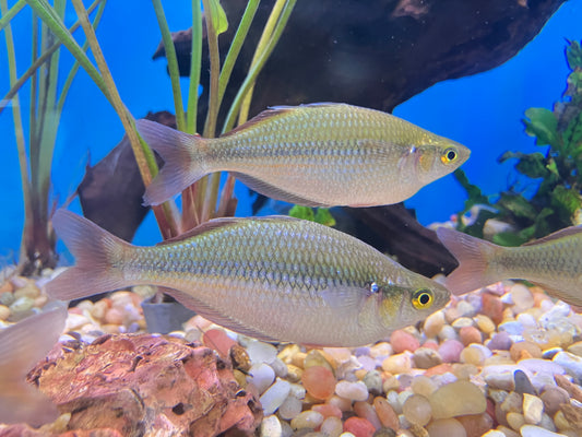 Trifasciata Rainbowfish 3”