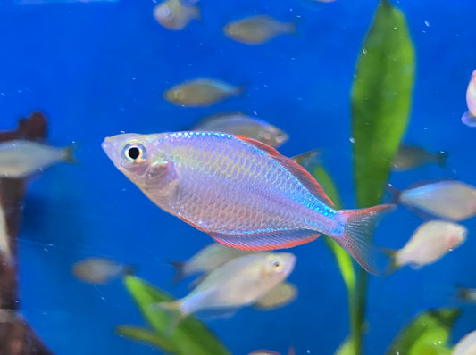 Dwarf Neon Rainbowfish (Melanotaenia praecox) 1-1.5”