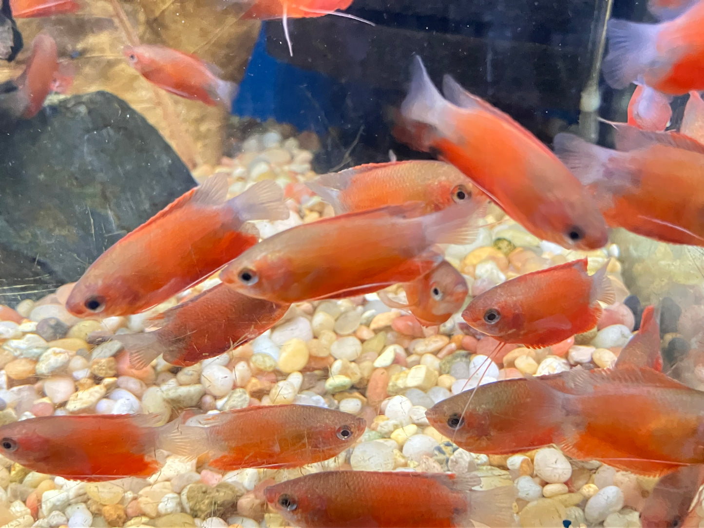 Red Honey Gourami