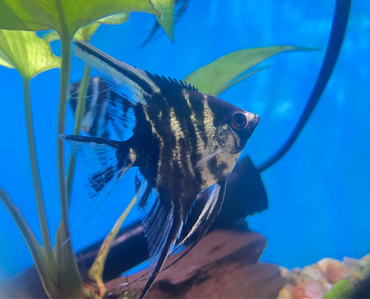 Marble Angelfish