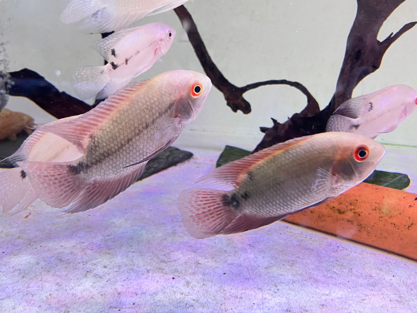 Chocolate Cichlid (Hypselecara temporalis) 2-3”