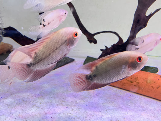 Chocolate Cichlid (Hypselecara temporalis) 3”