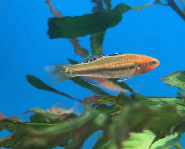 Tropical Carp / Sunburst Gudgeon (Hypseleotris cyprinoides)