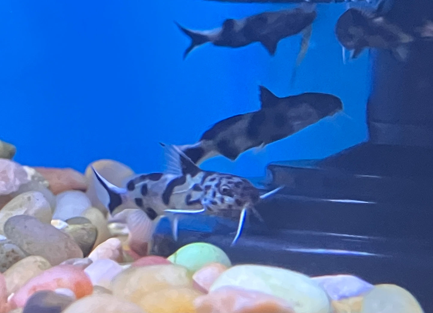Synodontis polli “White” 1”