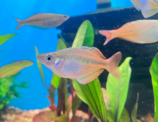 Chilatherina sp. Upper Tor Rainbowfish 2-3”