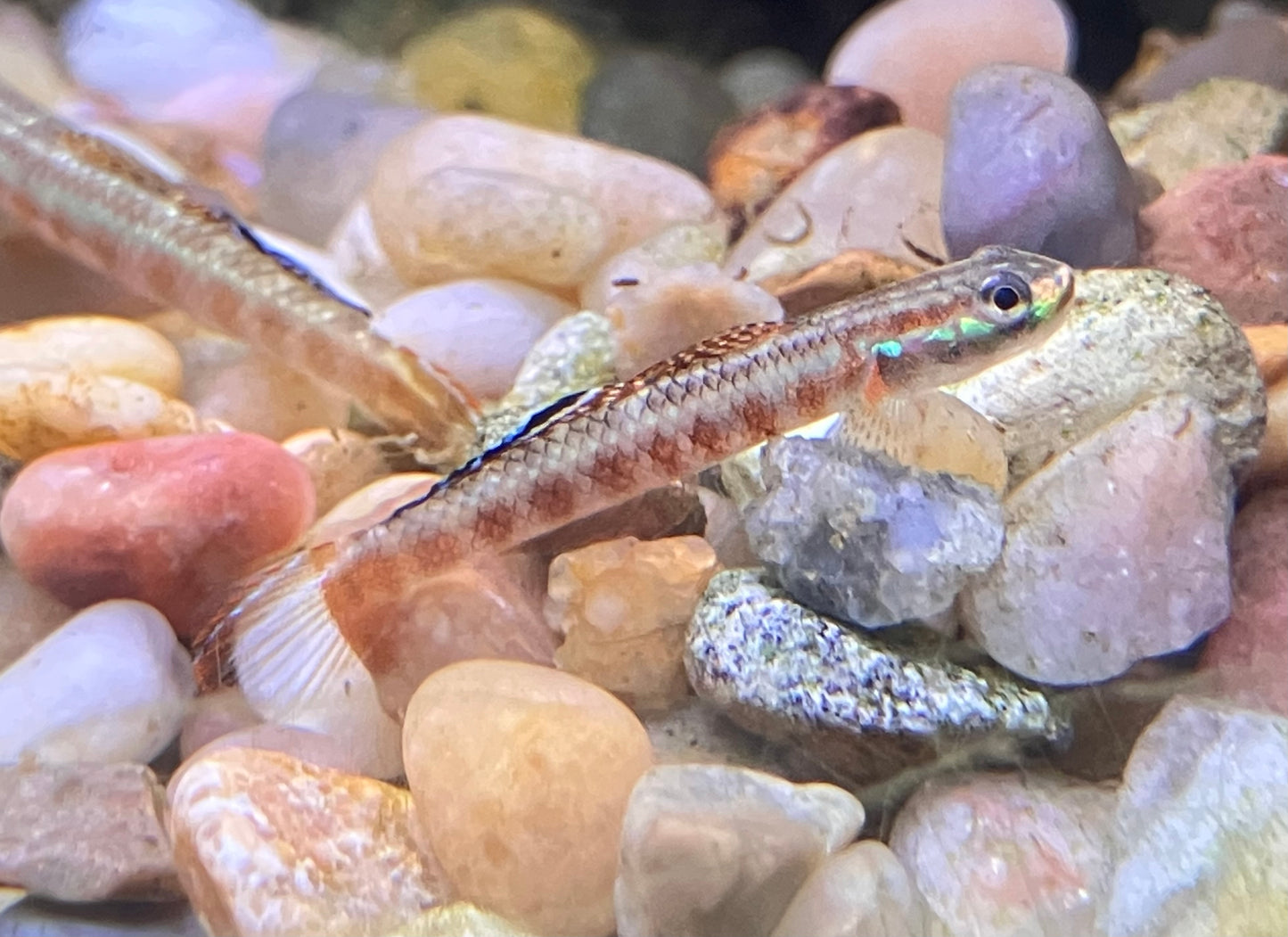 Golden Red Stiphodon Goby (Stiphodon rutilaureus)