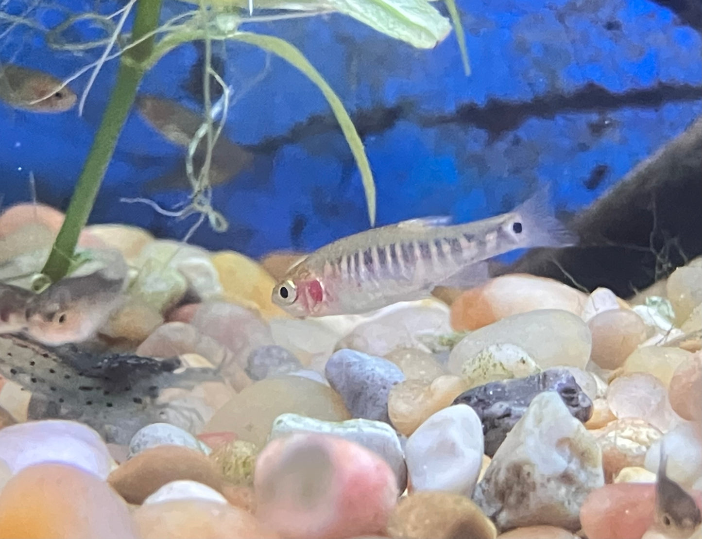 Emerald Dwarf Rasbora (Celestichthys erythromicron) (6-Pack)
