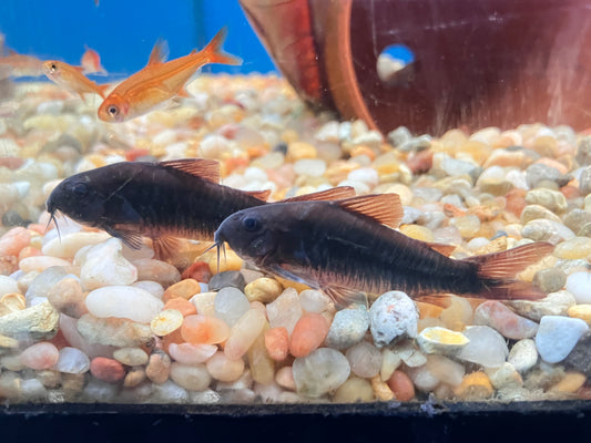 Black Venezuelan Cory 2” (Osteogaster schultzei)