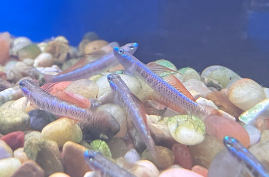 Gold Neon Dwarf Goby (Stiphodon percnopterygionus)