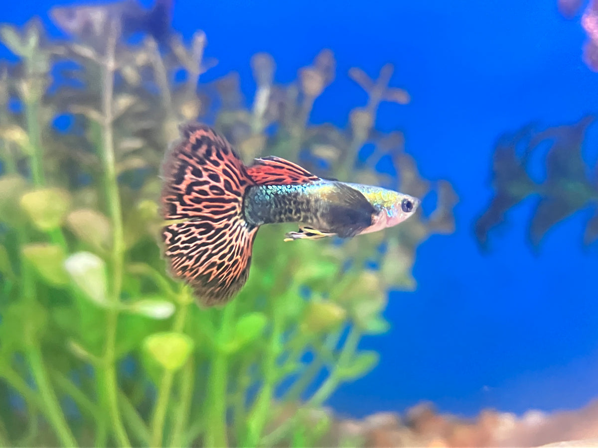 Red Dragon Halfmoon Guppy (M/F Pair)