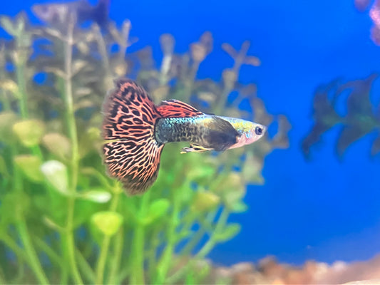 Red Dragon Halfmoon Guppy (M/F Pair)