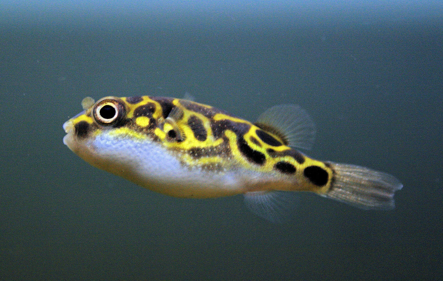 Figure 8 Puffer Fish 1"
