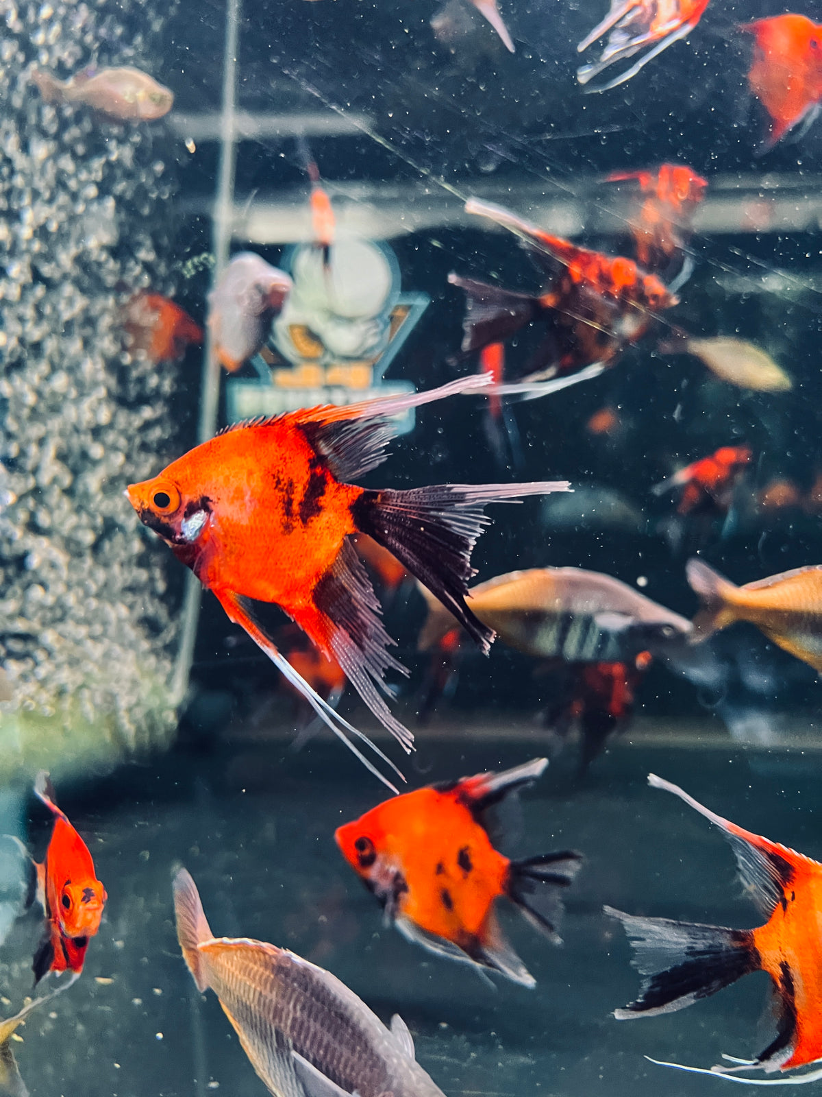Red Devil Grade A Angelfish 2-3"