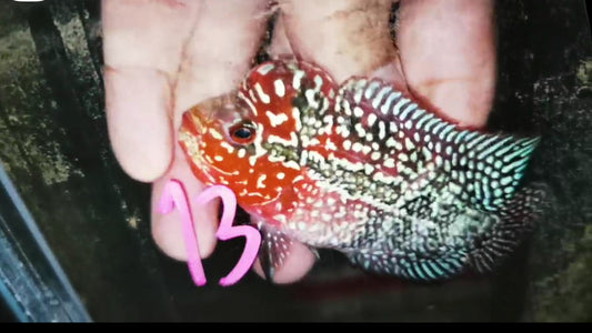 Super Red Dragon Flowerhorn ( Male ) -J13
