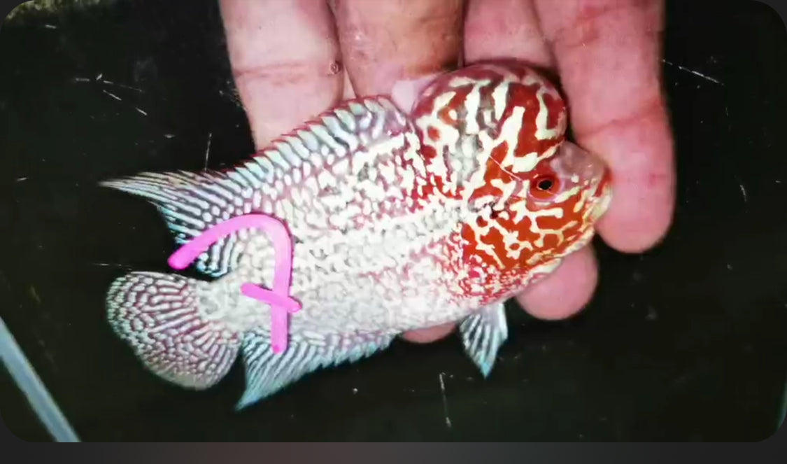 Super Red Dragon Flowerhorn ( Male ) -J7