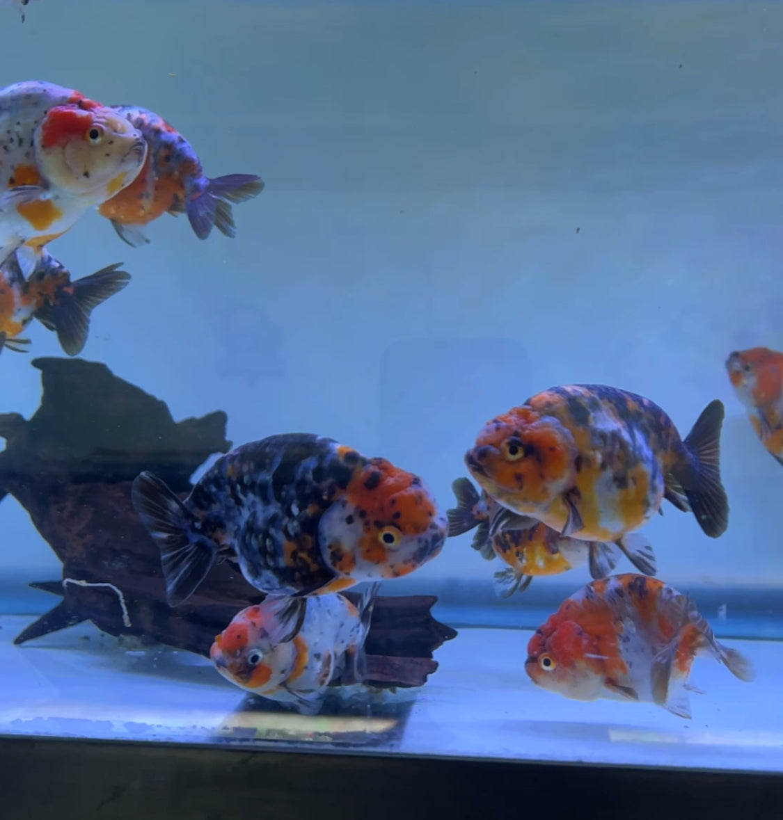 Calico Ranchu Goldfish 4"