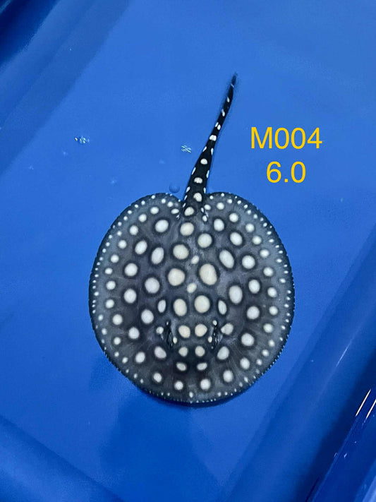 Black Diamond Stingray ( Male )-04