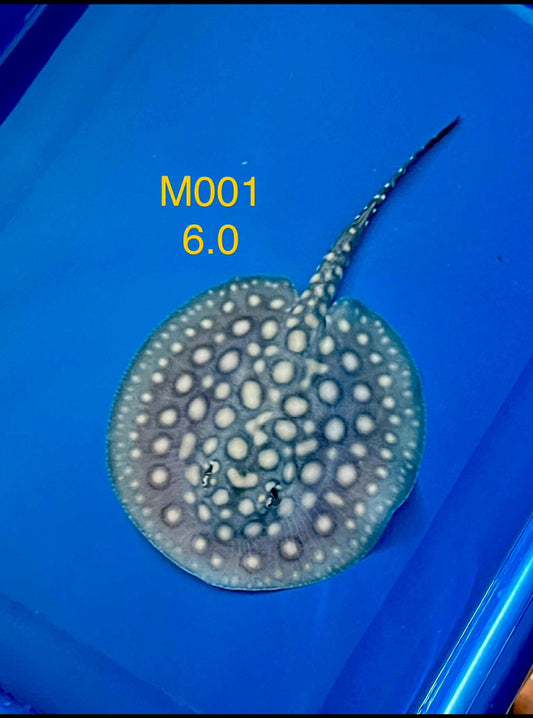 Black Diamond Hybrid Stingray Male 01