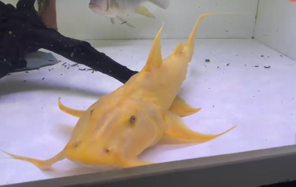 Albino Goonch Catfish 12"