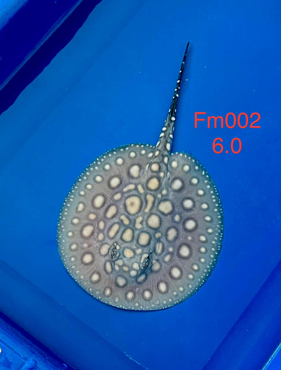 Black Diamond Hybrid Stingray Female 02