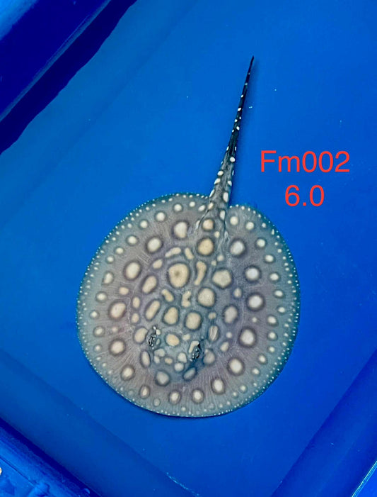 Black Diamond Hybrid Stingray Female 02