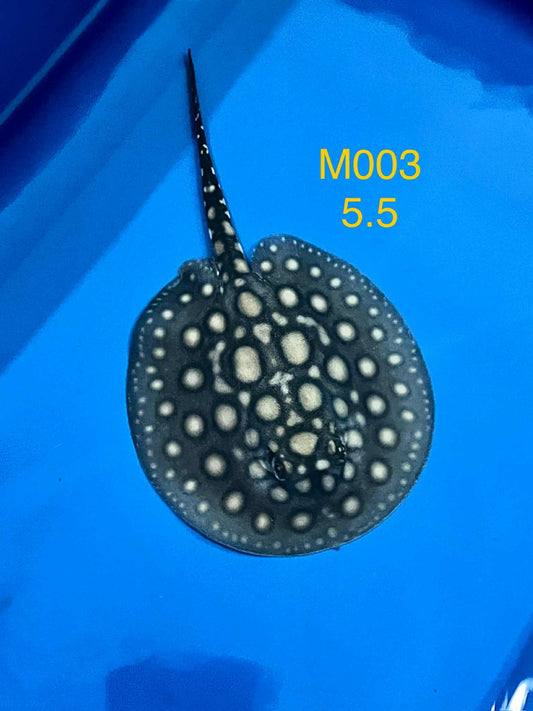 Black Diamond Hybrid Male M003