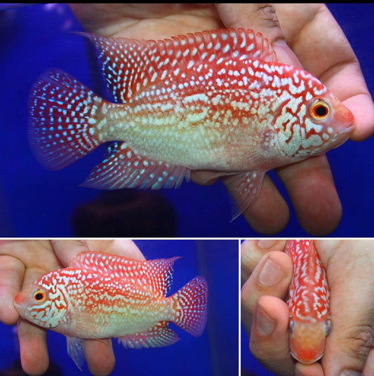 Super Red Texas Grade A ( MALE  )