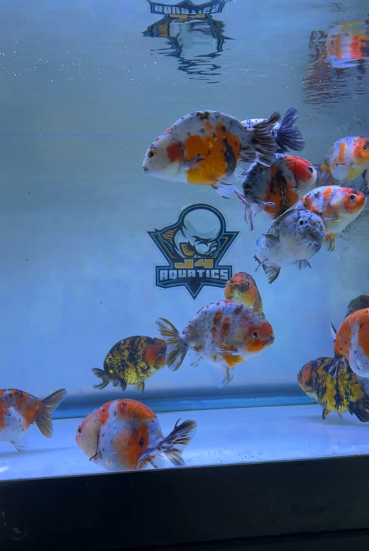 Calico Ranchu Goldfish 4"