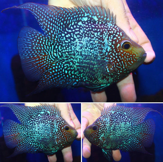 Super Red Texas  SB Coin ( MALE  )#01