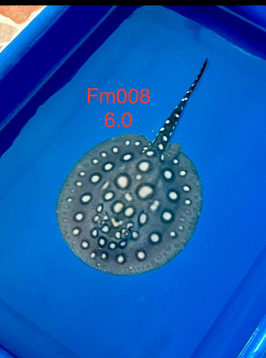 Black Diamond Hybrid Stingray Female 08