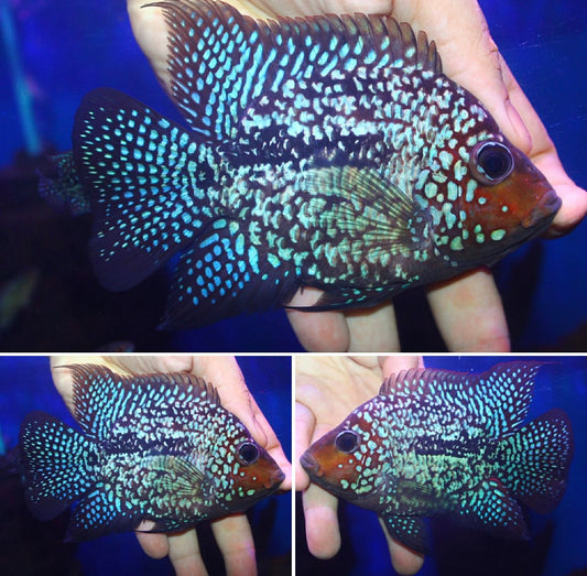 Super Red Texas  SB Coin ( MALE  )#10