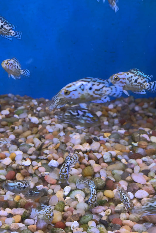 Electric Blue Jack Dempsey 1"-2"