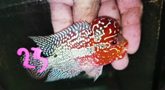 HQ Super Red Dragon Flowerhorn ( Male ) -J23