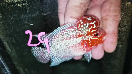 HQ Super Red Dragon Flowerhorn ( Male ) -J29