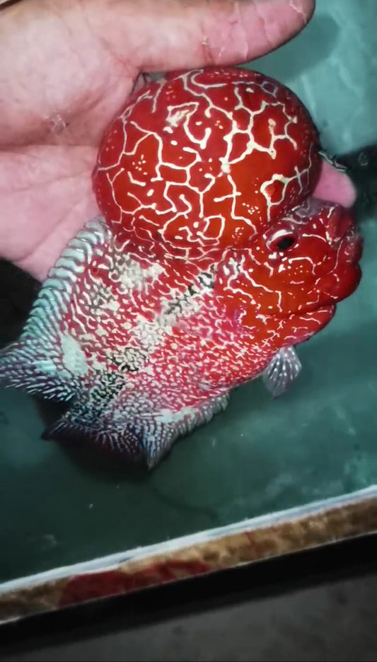 Super Red Dragon HQ  Flowerhorn ( Male ) -VIP1