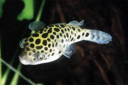 Green Spotted Puffers 3-Pack