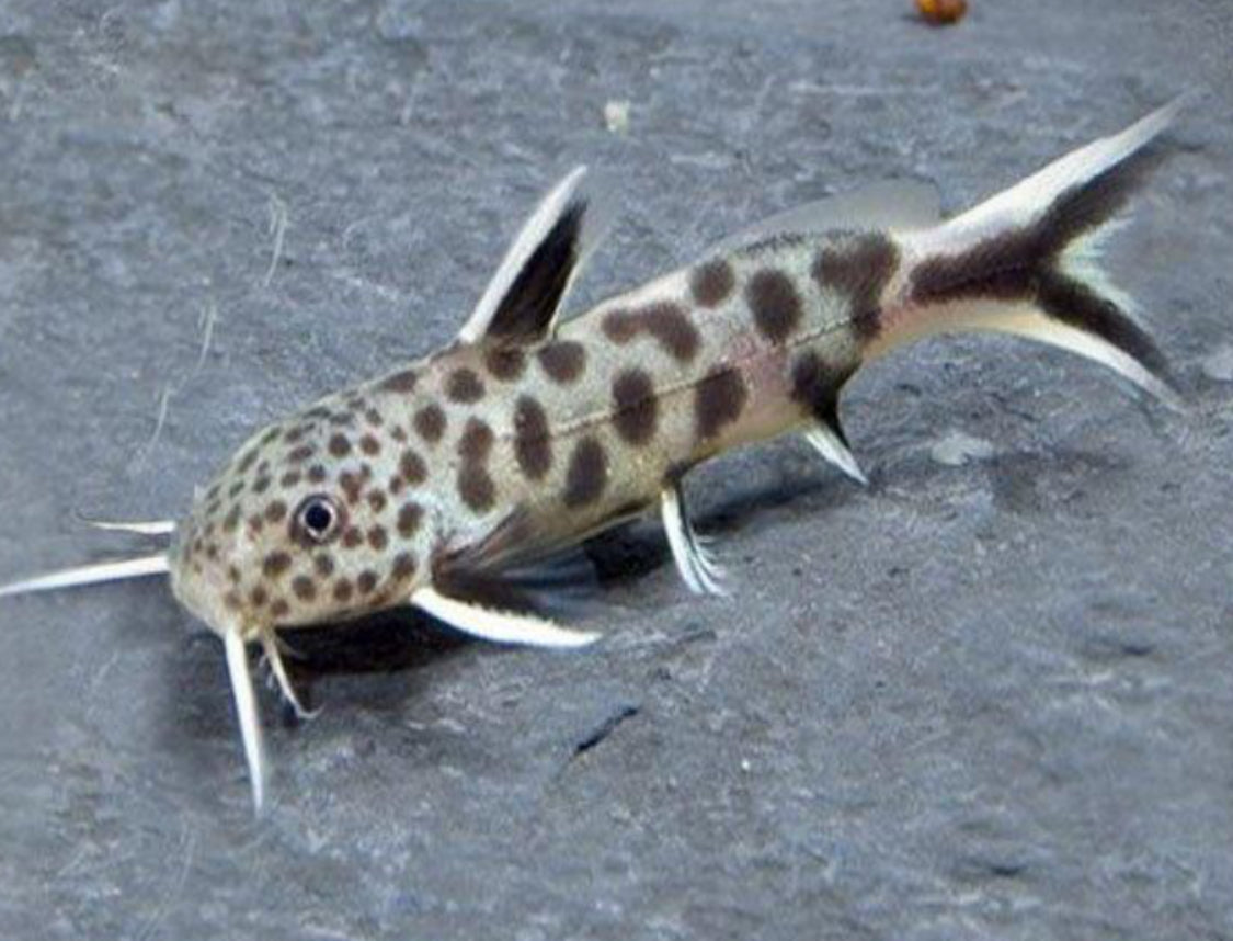 Synodontis Petricola ( Dwarf ) 1.5"