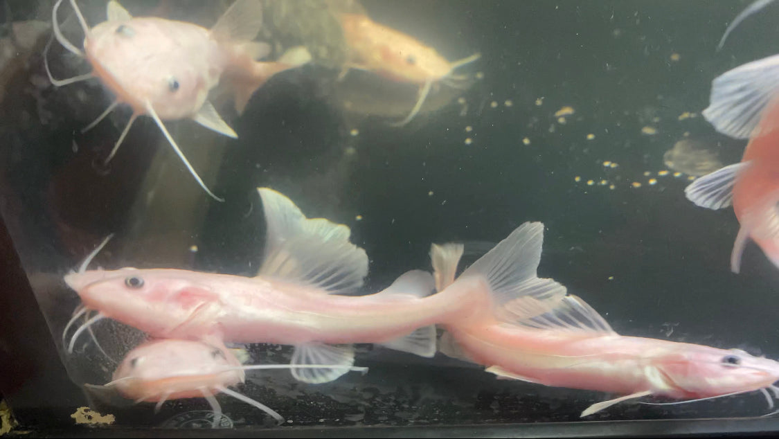 Leucistic Ghost Redtail Catfish 6"