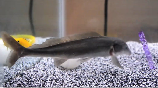 Freshwater Dolphin Fish ( Mormyrus cf Longirostris ) 2-3"