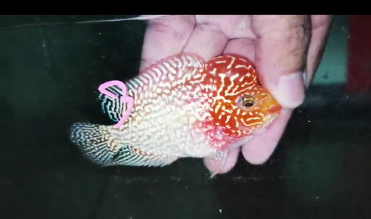 Golden Base Flowerhorn ( Male ) -G3